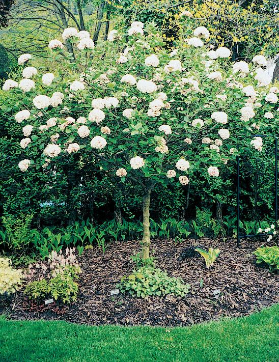Viburnum X Carlcephalum Heller Nursery viburnum-x-carlcephalum-heller-nursery